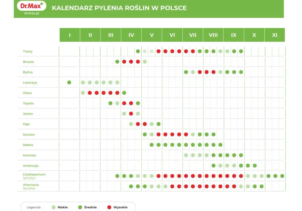 Kiedy pyli brzoza? Kalendarz, objawy i ulga dla alergika