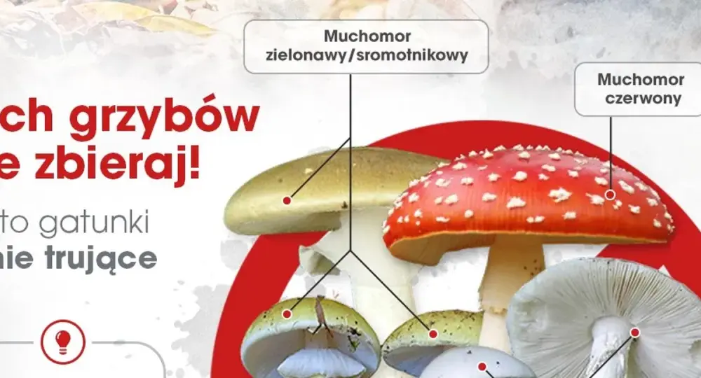 Zatrucie grzybami - objawy. Rozpoznaj podstępne sygnały!