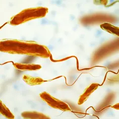 Bakterie Vibrio cholerae, odpowiedzialne za epidemię cholery, z charakterystycznymi wiciami.