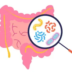 Przez lupę widać bakterie w jelicie, w tym potencjalnie groźne clostridium difficile, które mogą prowadzić do śmierci.