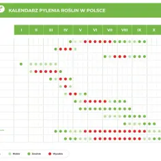 Kiedy pyli brzoza? Kalendarz pokazuje, że pylenie brzozy zaczyna się w marcu i trwa do maja, z największym natężeniem w kwietniu.