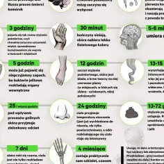 Infografika przedstawia etapy rozkładu ciała po śmierci, od pierwszych zmian po kilku minutach do całkowitego rozkładu po miesiącach. Sekcja zwłok jest tu ukazana w kontekście naukowym.