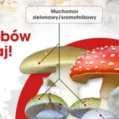 Muchomor zielonawy i czerwony są silnie trujące. Objawy zatrucia grzybami mogą być groźne. Nie zbieraj tych gatunków!