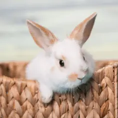 Jakie leki na katar u królika pomogą w walce z chorobą?
