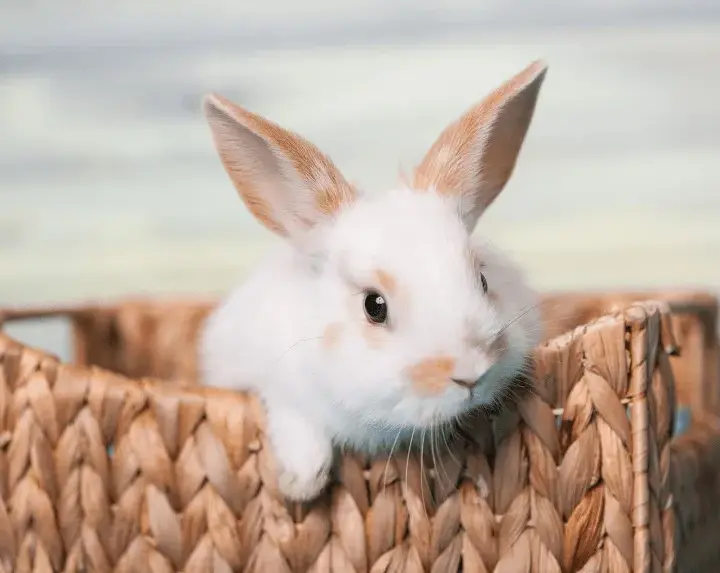 Jakie leki na katar u królika pomogą w walce z chorobą?