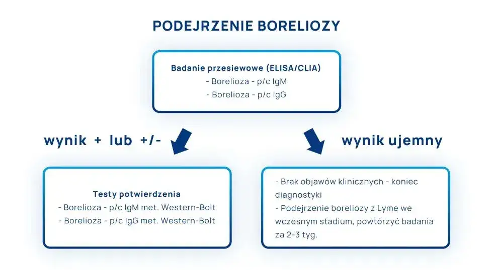 Zdjęcie Borelioza jakie badania: ważne testy, które mogą uratować zdrowie