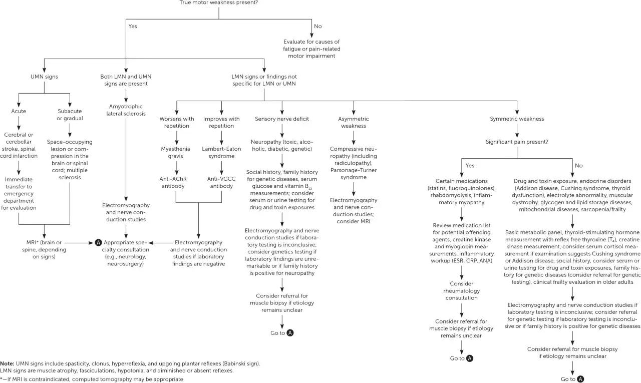 Algorytm diagnostyczny dla osłabienia, uwzględniający objawy LMN/UMN, bóle, czynniki genetyczne i wywiad chorobowy, pomocny w różnicowaniu przyczyn wg ICD-10.