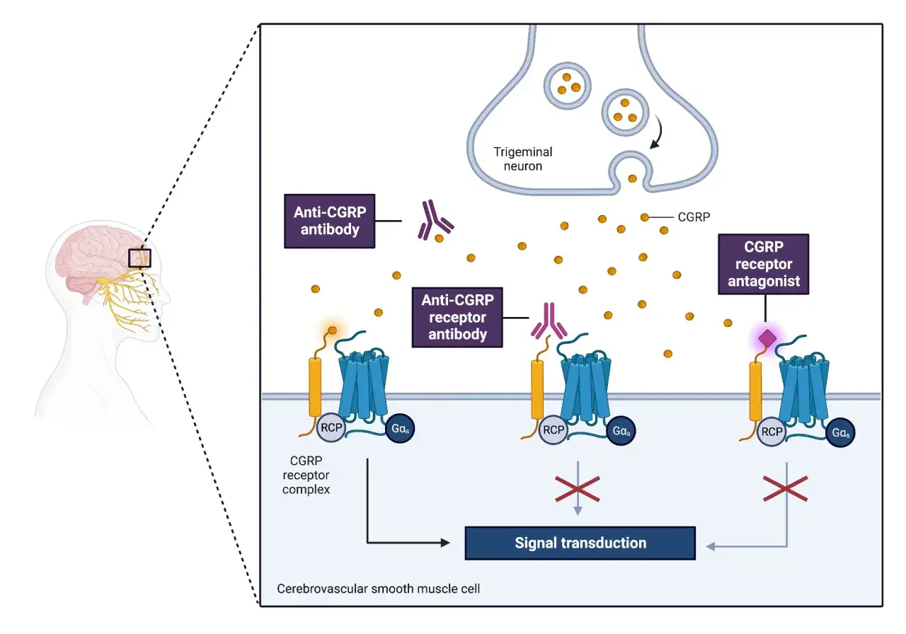Mechanizm działania rimegepant: blokuje receptor CGRP, hamując transdukcję sygnału w komórkach mięśni gładkich naczyń mózgowych.