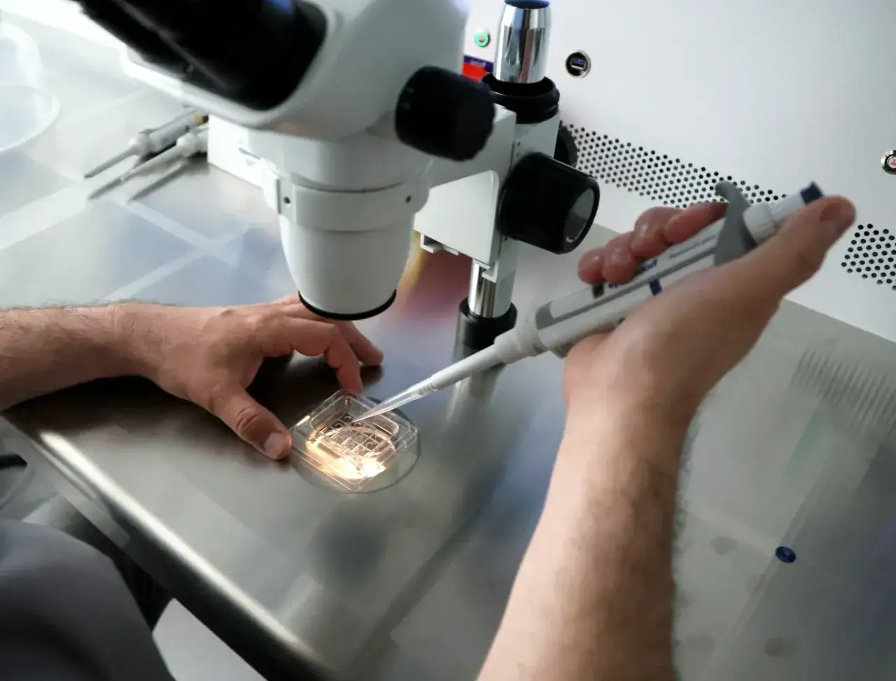 Laborant pracuje pod mikroskopem, pobierając próbkę do dalszych badań w ramach programu in vitro.