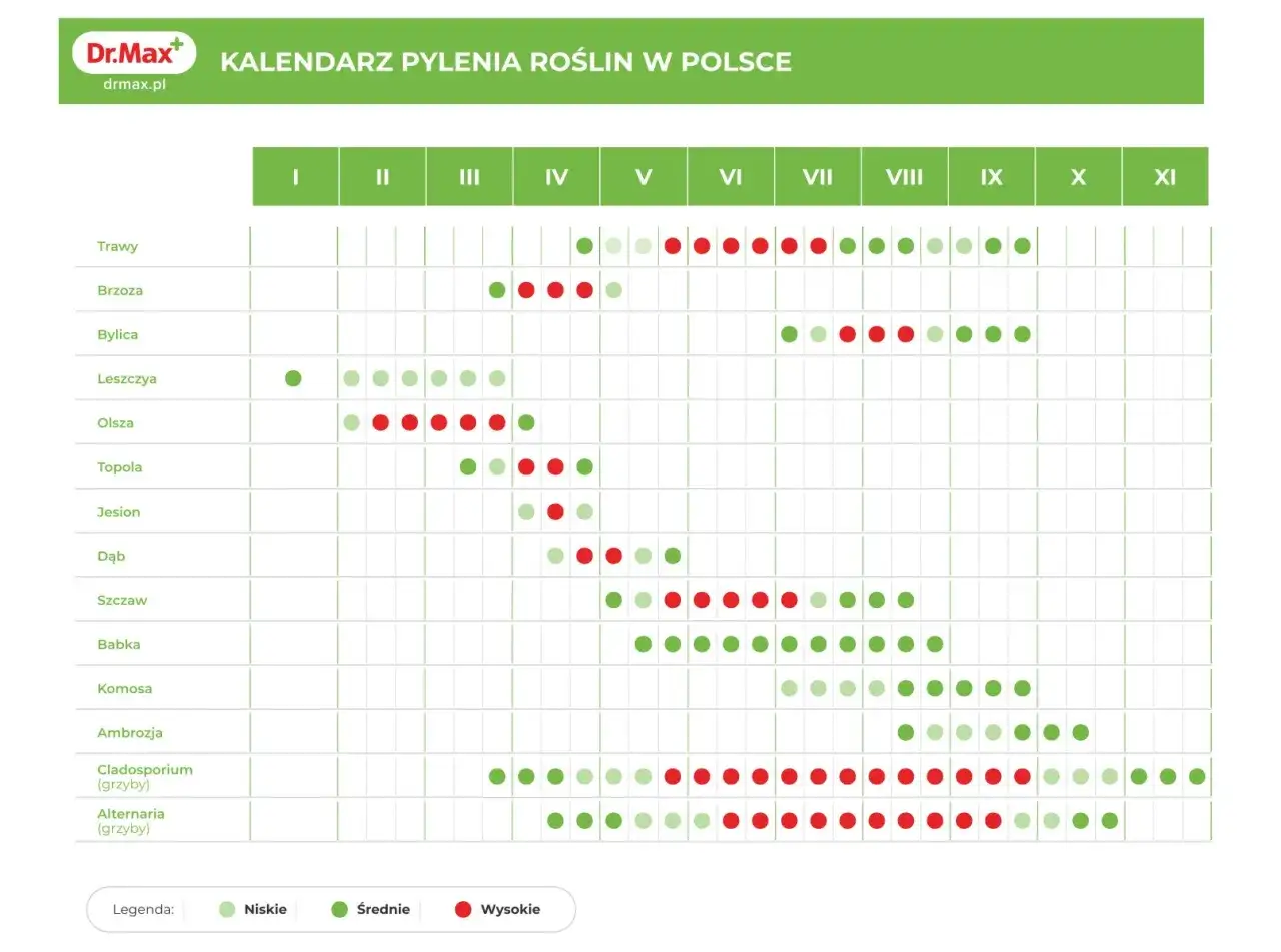 Kiedy pyli brzoza? Kalendarz pokazuje, że pylenie brzozy zaczyna się w marcu (III) i trwa do maja (V), z największym nasileniem w kwietniu (IV).