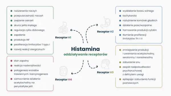 Nietolerancja histaminy - objawy, diagnostyka. Czy to alergia?