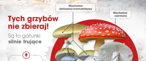 Zatrucie grzybami - objawy. Rozpoznaj podstępne sygnały!